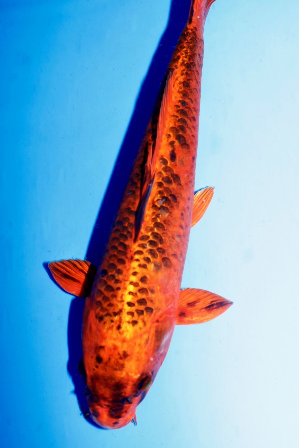 Koi-Auktion: Koi GIN AKA MATSUBA