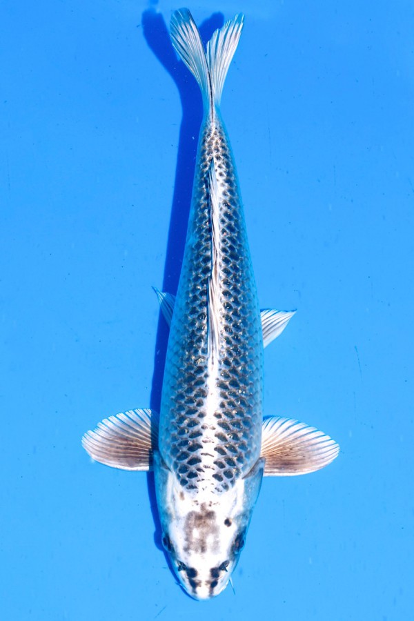Koi-Auktion: Koi Gin Matsuba