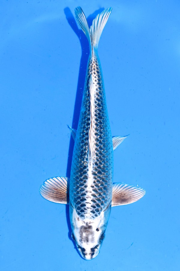 Koi-Auktion: Koi Gin Matsuba