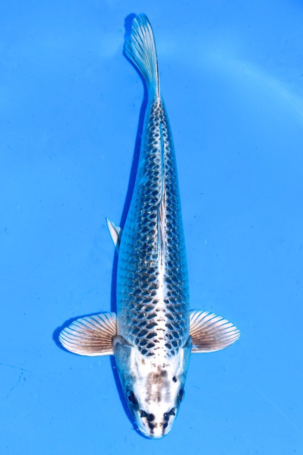 Koi-Auktion: Koi Gin Matsuba