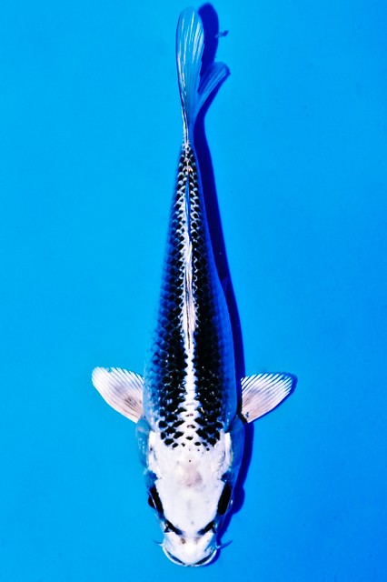Koi-Auktion: Koi GIN MATSUBA
