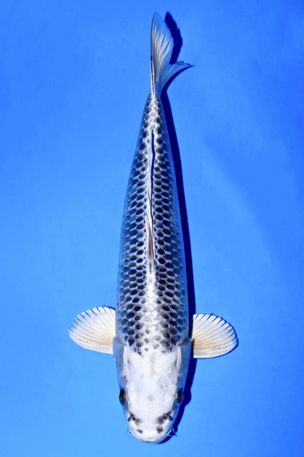 Koi-Auktion: Koi GIN MATSUBA +38CM