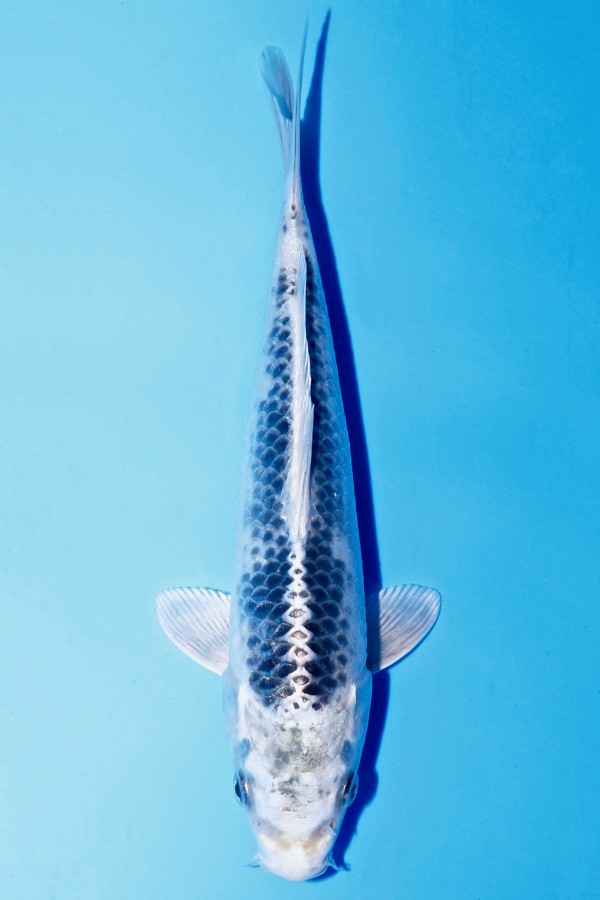 Koi-Auktion: Koi GIN MATSUBA