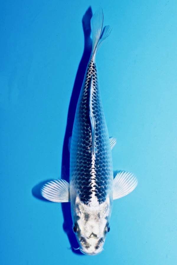 Koi-Auktion: Koi GIN MATSUBA