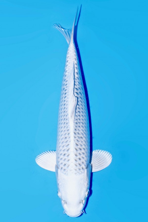 Koi-Auktion: Koi GIN MATSUBA