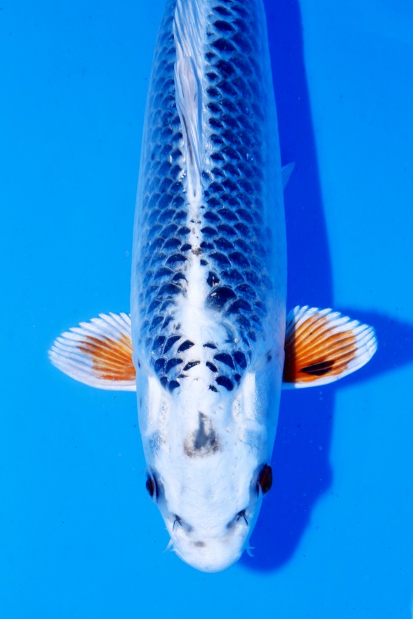 Koi-Auktion: Koi GIN MATSUBA