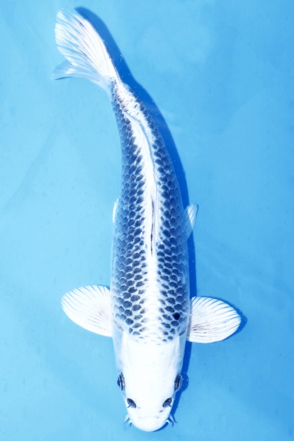 Koi-Auktion: Koi GIN MATSUBA
