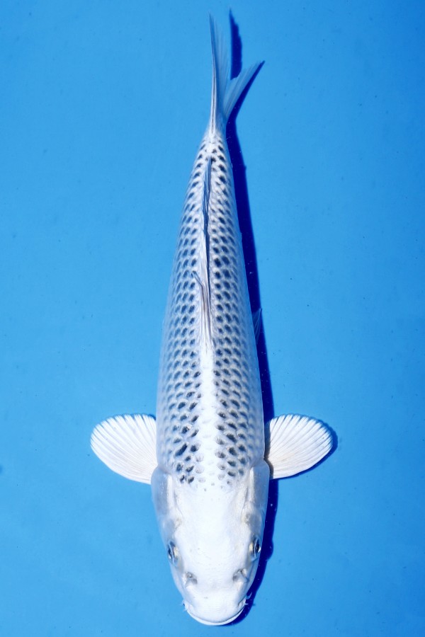 Koi-Auktion: Koi GIN MATSUBA
