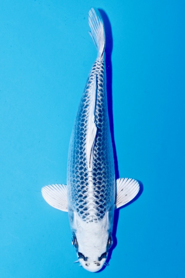 Koi-Auktion: Koi GIN MATSUBA JUMBO TOSAI