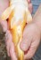 GIN ORENJI