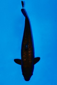 GINRIN BIG SCALE  KARASUGOI WEIBLICH Koi kaufen im Koishop