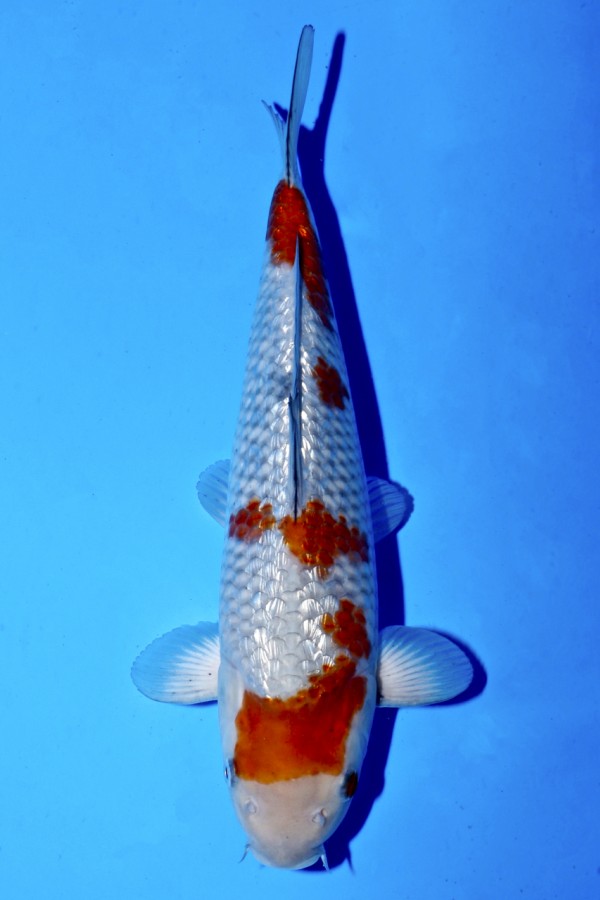 Koi-Auktion: Koi GINRIN OCHIBA