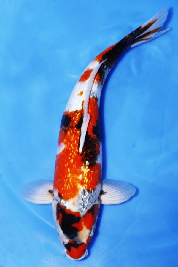 Koi-Auktion: Koi GINRIN SHOWA