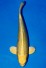 GINRIN YAMABUKI OGON +50CM