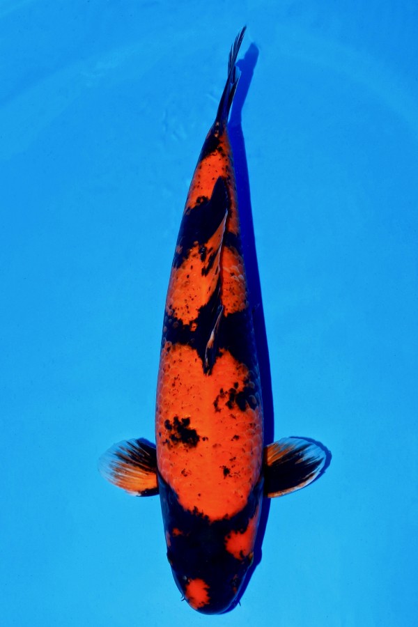 Koi-Auktion: Koi HI-UTSURI +61CM WEIBLICH