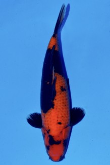 HI-UTSURI Koi kaufen im Koishop