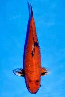 HI-UTSURI Koi kaufen im Koishop
