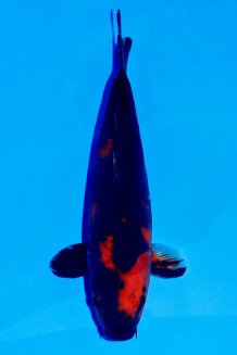 HI-UTSURI WEIBLICH Koi kaufen im Koishop