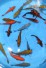 HI2 -Tosai Mix Koi Box Nr.25 BIG