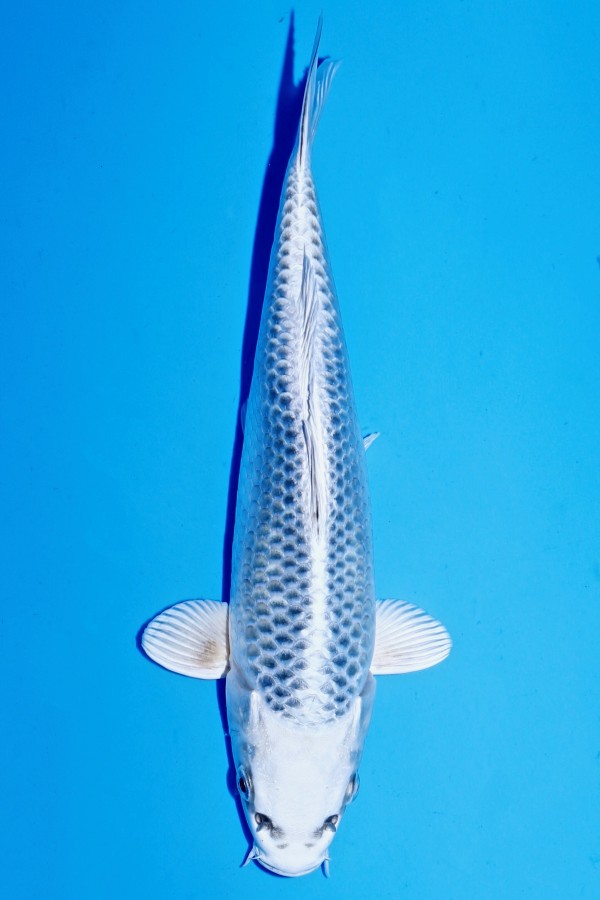 gin matsuba koi Koi-auktion: koi gin matsuba +38cm