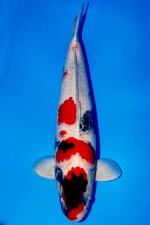 ISA SHOWA +68CM