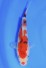 Jumbo Tosai TOP Quality Sanke