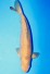 KARASHI CHAGOI +44CM