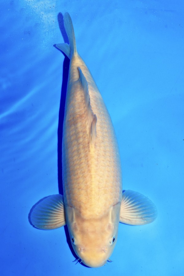 Karashigoi Koi fish