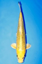 KI MATSUBA +43CM