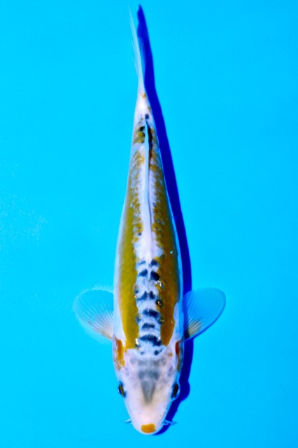 Koi-Auktion: Koi KI-SHUSUI