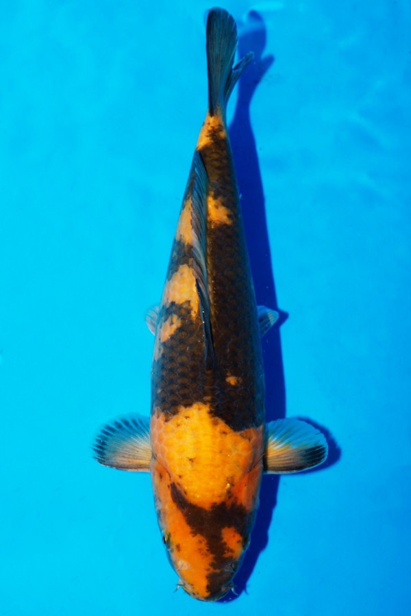 ki utsuri koi Koi-auktion: koi ki-utsuri