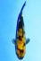 KI-UTSURI