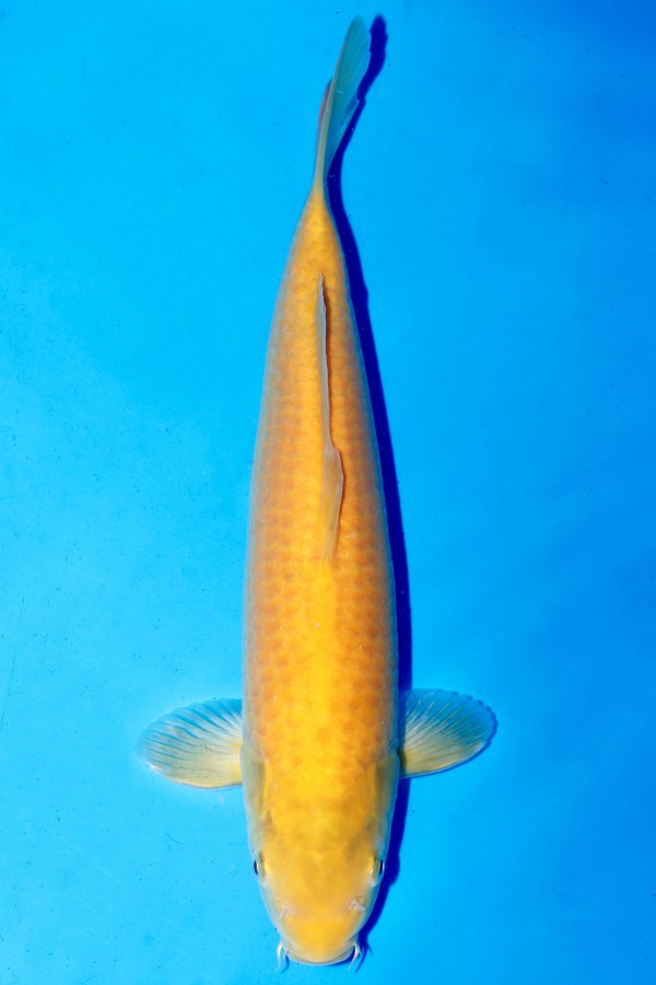 Koi-Auktion: Koi KIGOI KARASHIGOI