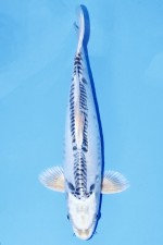 KIKOKURYU +42CM