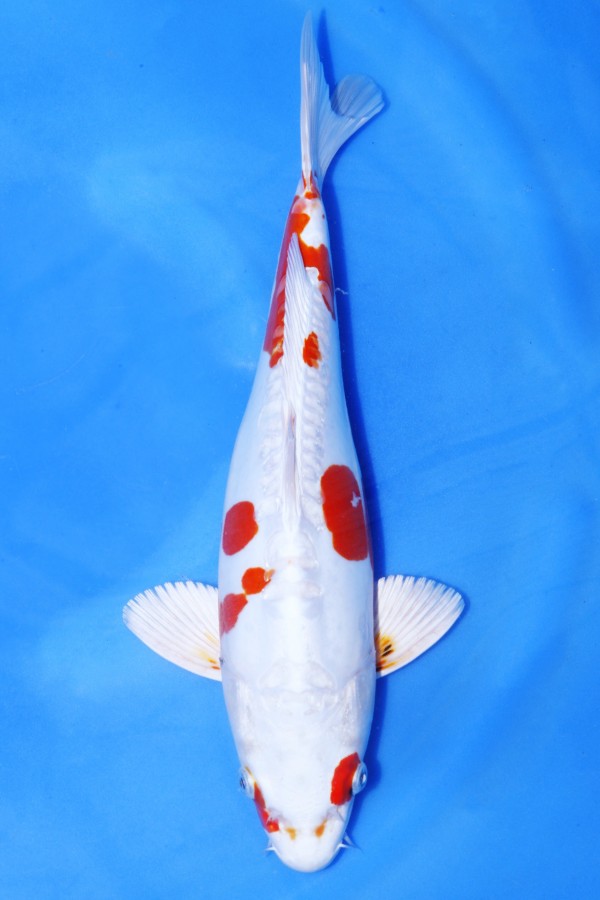 Koi-Auktion: Koi KIKUSUI