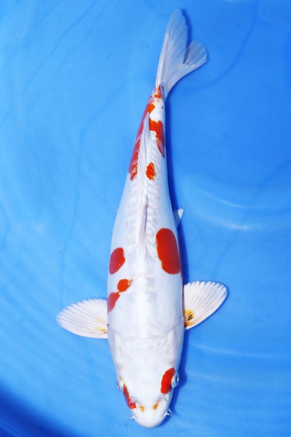 Koi-Auktion: Koi KIKUSUI