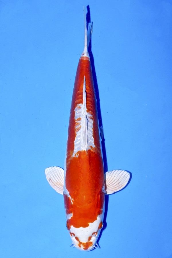 Koi-Auktion: Koi KIKUSUI +37CM