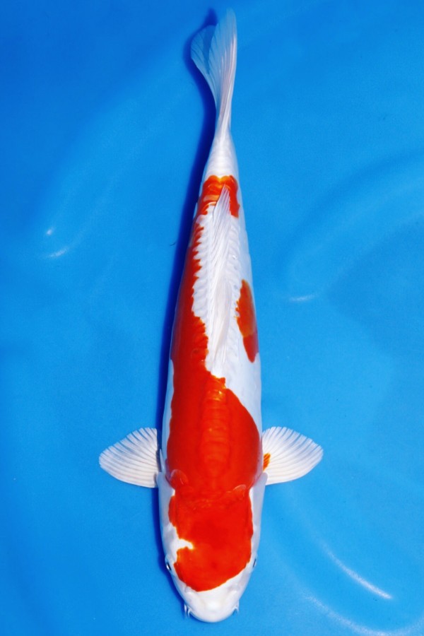 Koi-Auktion: Koi KIKUSUI