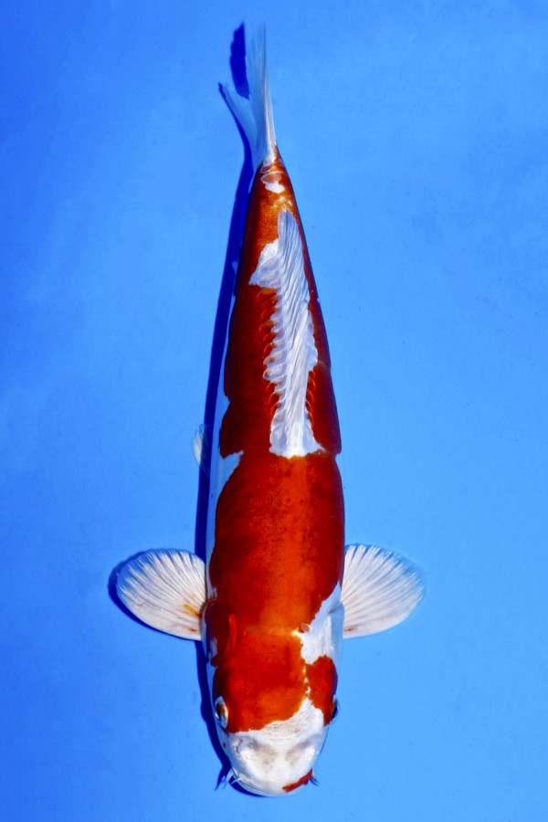 Koi-Auktion: Koi KIKUSUI +38CM