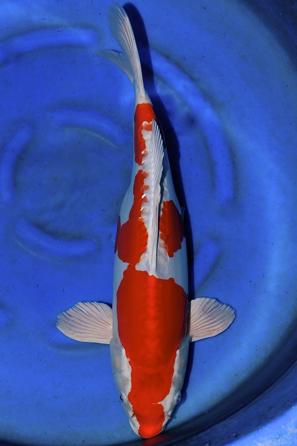 Kikusui Koi Number Two