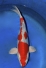 Kikusui