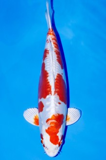 KIKUSUI TATEGOI WEIBLICH +46 CM Koi kaufen im Koishop