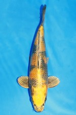 KIN KI-UTSURI