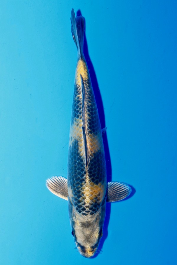 Koi-Auktion: Koi KIN KI-UTSURI JUMBO TOSAI