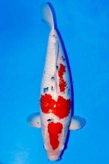 SANKE +70CM WEIBLICH Koi kaufen im Koishop