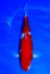 Kohaku