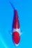 KOHAKU