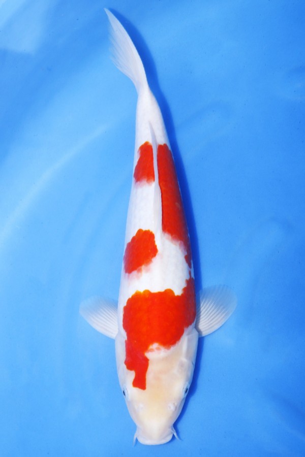 Koi-Auktion: Koi KOHAKU