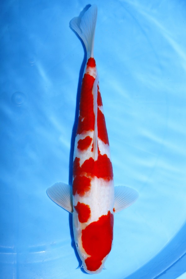 Koi-Auktion: Koi KOHAKU