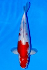 KOHAKU +44cm